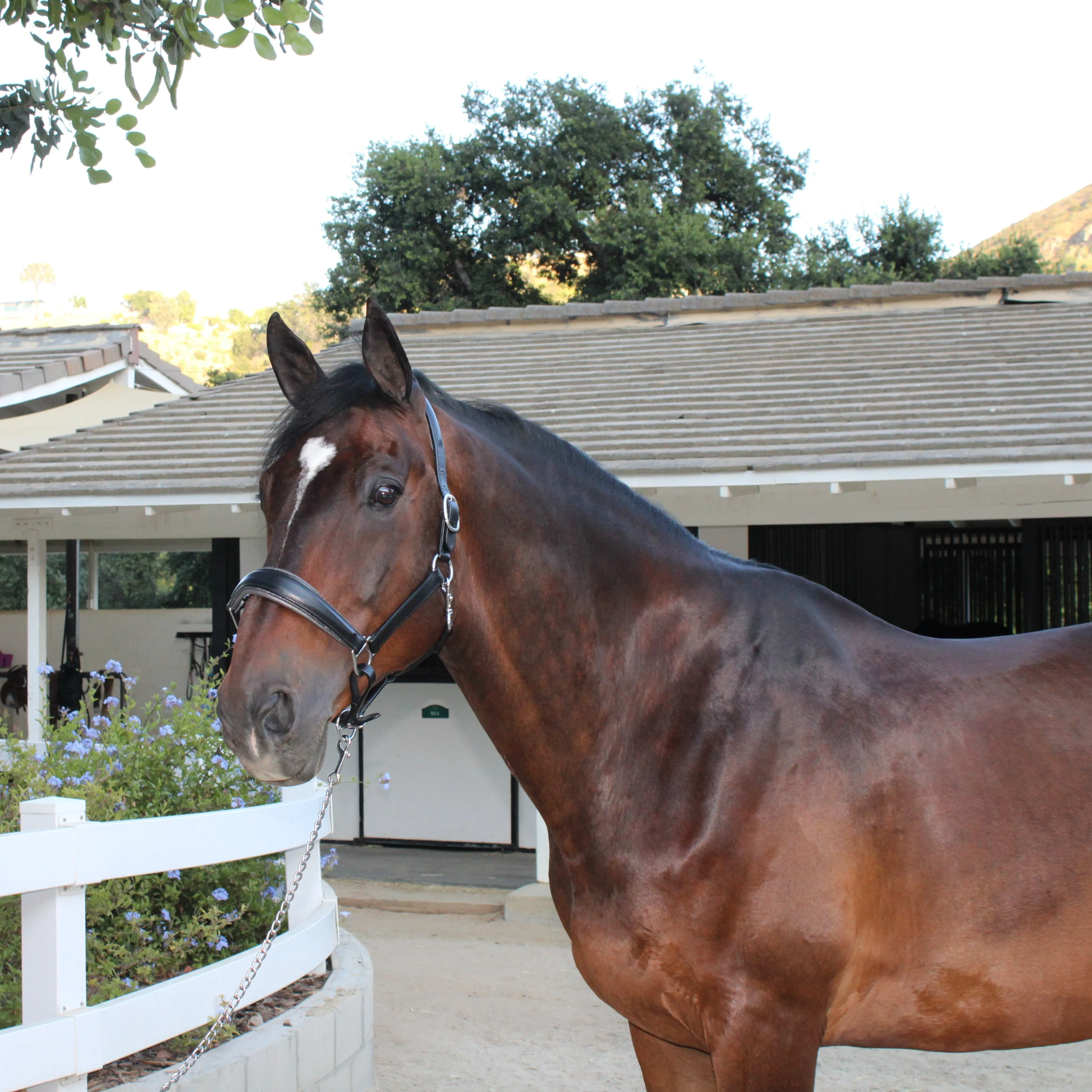 Manhattan Limited Edition Black Leather Halter with Metallic Gunmetal Gray Padding & Gunmetal Glitter Piping