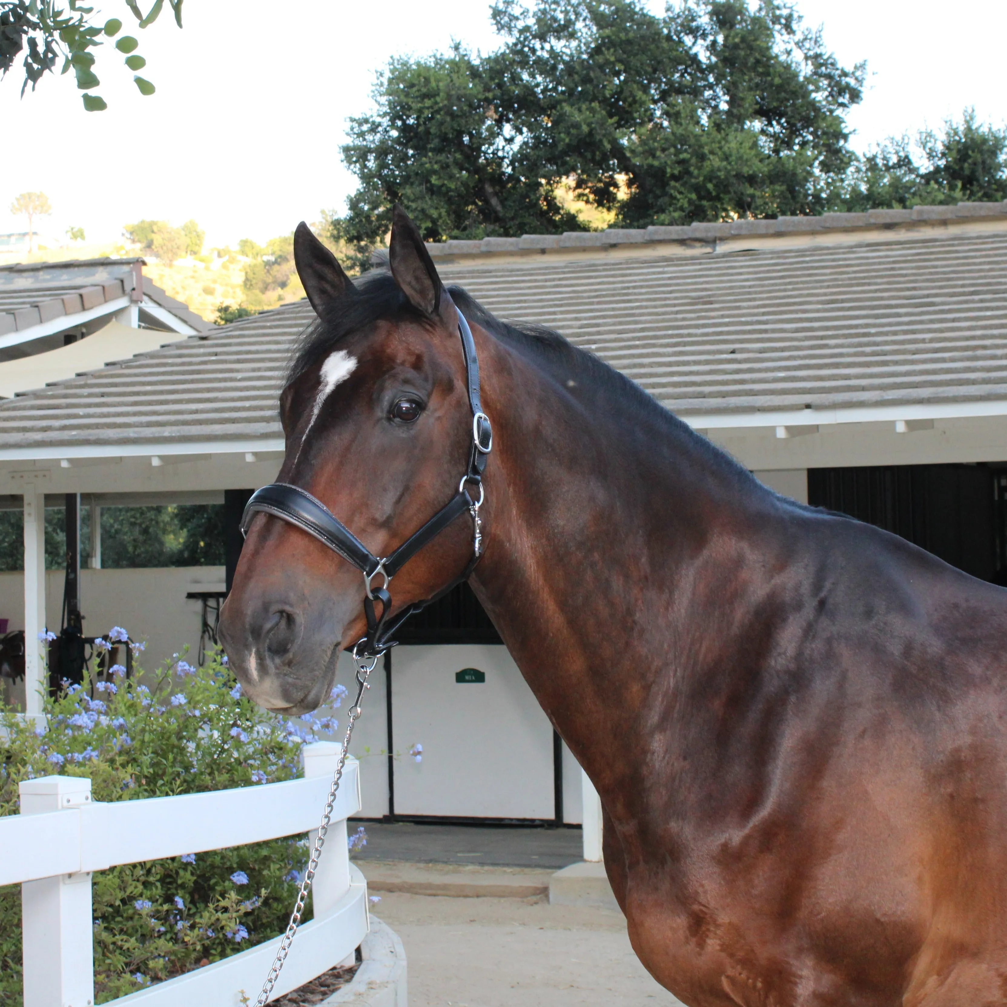 Manhattan Limited Edition Black Leather Halter with Metallic Gunmetal Gray Padding & Gunmetal Glitter Piping